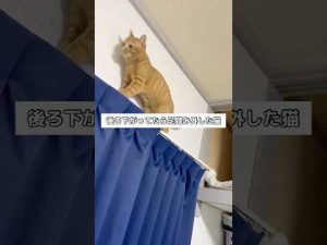 かわいい猫のハプニング動画：後ろに下がって足を踏み外す瞬間 – わんわんパニック