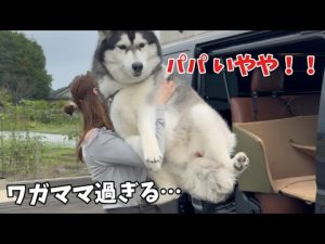 巨大ハスキーのワガママ行動と飼い主の奮闘記 | 30kg超の迫力を解説 – わんわんパニック