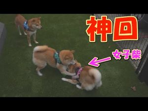 柴犬と豆柴兄妹の日常：笑いが絶えないかわいいエピソード集 – わんわんパニック