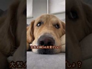 大型犬ゴールデンレトリバーとの暮らしのリアルと子供との楽しい時間 – わんわんパニック