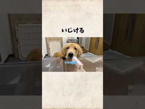 ゴールデンレトリバーのかわいらしいいじけ顔特集：癒しの瞬間を楽しもう – わんわんパニック