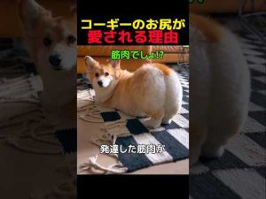 コーギーの魅力：癒しと笑顔をもたらすお尻のかわいさ解説 – わんわんパニック