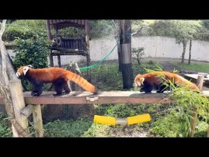 秋田市大森山動物園の魅力を紹介｜令花ちゃんと円実ちゃんの新たな挑戦 – わんわんパニック