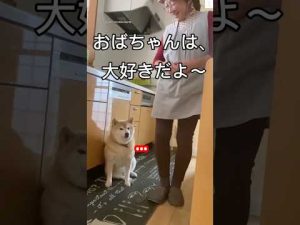 柴犬とおばあちゃんのほっこり笑顔動画｜癒しと笑いの瞬間 – わんわんパニック