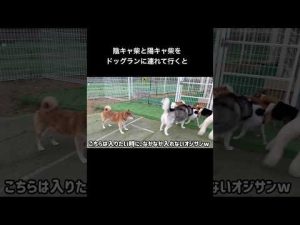 柴犬ロックとボブの魅力を徹底紹介！動画で全てを楽しもう – わんわんパニック