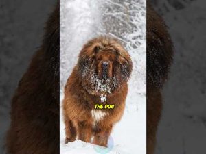 犬界の4大巨人を徹底解説！短尺動画で分かる魅力と特徴 – わんわんパニック