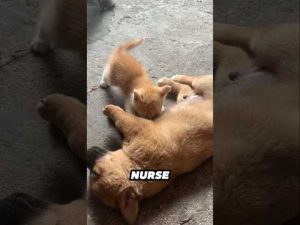 子猫と子犬の微笑ましい母親思い込み動画｜癒しの瞬間を楽しもう – わんわんパニック