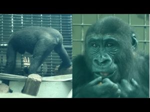 台北動物園のゴリラ家族がガラスハウスで夕食を楽しむ風景 – わんわんパニック
