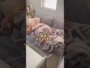 温かい家族のひととき:遠慮がちなゴールデンレトリバーの癒しの日常 – わんわんパニック