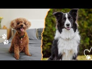 世界一賢い犬トップ4とその特性を詳しく解説 – わんわんパニック