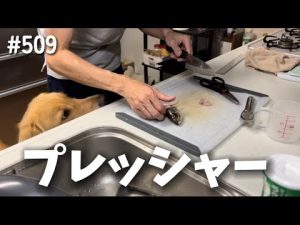 ゴールデンレトリバーのモンちゃんのプロフィールと魅力 – わんわんパニック