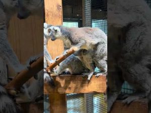 みんなで育児中!大森山動物園のワオキツネザルの赤ちゃんの様子 – わんわんパニック