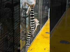 大森山動物園で見つけた赤ちゃんワオキツネザルのかわいい瞬間 – わんわんパニック