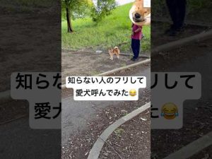 柴犬の反応は?飼い主以外の人が呼びかけた時のかわいいドッキリ映像 – わんわんパニック