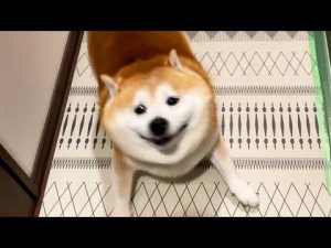 柴犬らんまるが家族と再会し喜びのおしゃべりを披露します – わんわんパニック