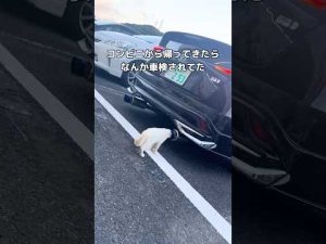 猫の意外な車検エピソード|コンビニ帰りのほっこり瞬間 – わんわんパニック