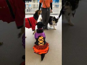 那須どうぶつ王国のかわいいハロウィンわんこ特集2025 – わんわんパニック