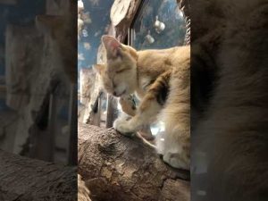 那須どうぶつ王国のスナネコが癒しのグルーミングを披露 – わんわんパニック