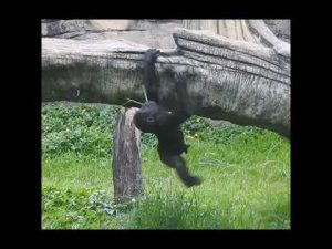 台北動物園のかわいいジャバリ猩猩の前回り映像 | 1歳10ヶ月の成長記録 – わんわんパニック