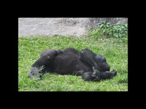 台北動物園のゴリラ・リンドの日常:木陰でリラックスする姿に癒される – わんわんパニック