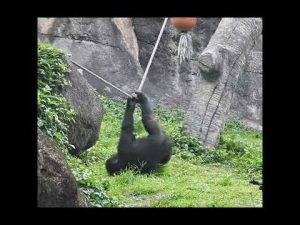 台北動物園のゴリラ・リンゴ(4歳)がブランコで楽しむ様子 – わんわんパニック