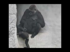 台北動物園の大猩猩ファミリー:親子のふれあいと成長 – わんわんパニック